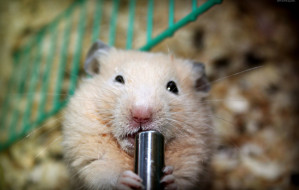 my_lovely_hamster_by_annahi5