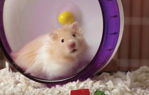 petsmart-hamster-playing-in-wheel