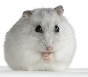 White Russian hamster shutterstock_2737660-1