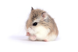 roborovksi hamster