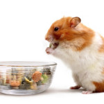 Cele mai potrivite vitamine pentru hamsteri
