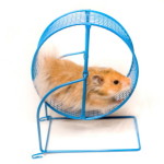 De ce hamsterii adora rotile de alergat